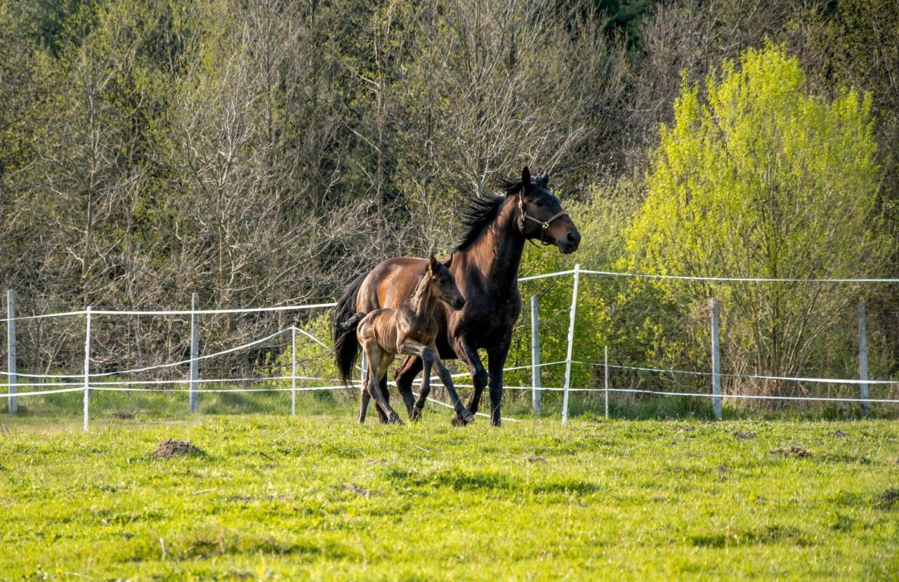 Modern Rancho - Apartamenty Nad Rzeka, Przy Stadninie Koni Kruszyna  Esterno foto